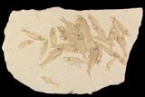 Wide Fossil Fish Mortality Plate - Wyoming #91598-1